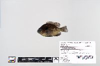 Image of Lepomis peltastes