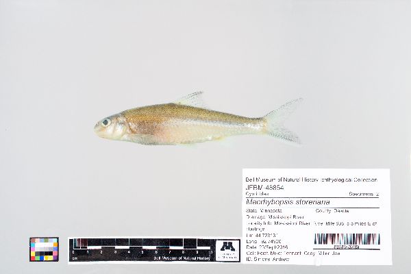 Macrhybopsis storeriana image