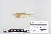 Image of Macrhybopsis storeriana