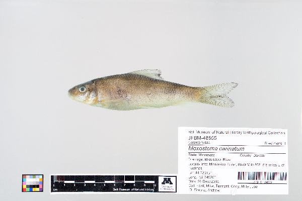 Moxostoma carinatum image