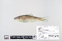 Image of Moxostoma carinatum