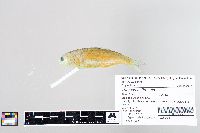 Thryssa setirostris image