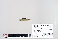 Sardinella lemuru image