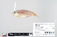 Ilisha melastoma image