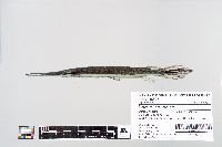 Lepisosteus osseus image