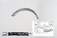 Ichthyomyzon unicuspis image