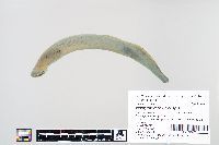 Ichthyomyzon unicuspis image