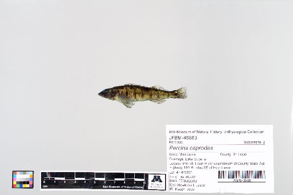 Percina caprodes image