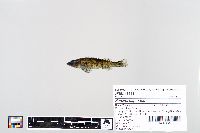 Image of Percina caprodes