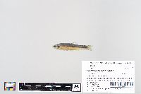 Margariscus margarita image