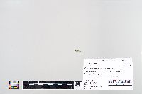 Media resource of Etheostoma microperca