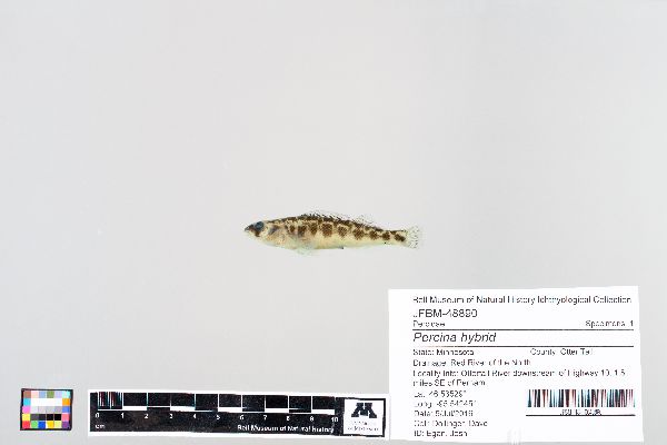 Percina hybrid image