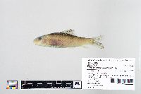 Moxostoma valenciennesi image