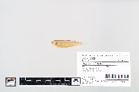 Thryssa setirostris image