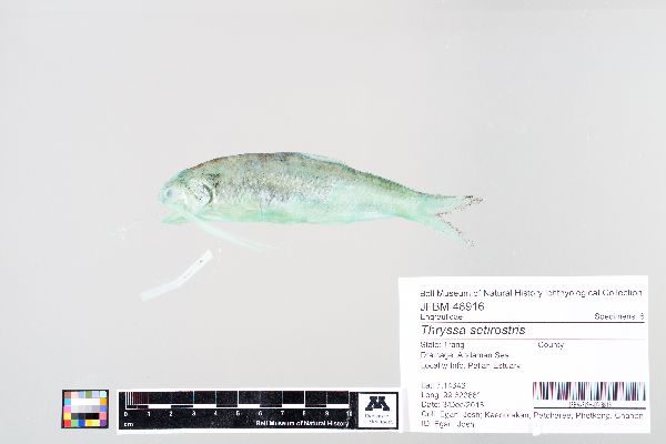 Thryssa setirostris image