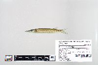 Esox masquinongy image