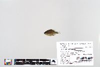 Lepomis peltastes image