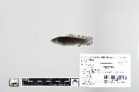 Amia calva image