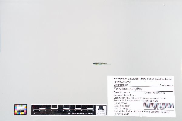 Pungitius image