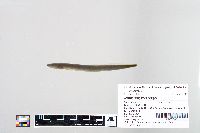 Image of Ichthyomyzon gagei