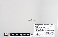 Esox masquinongy image