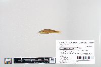 Image of Semotilus atromaculatus