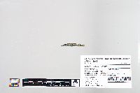 Esox masquinongy image