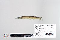 Esox masquinongy image