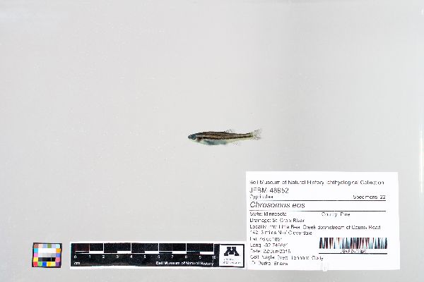 Chrosomus image