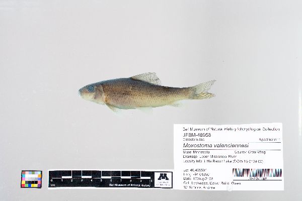 Moxostoma valenciennesi image