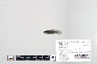 Image of Amia calva