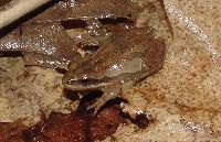 Media resource of Pseudacris triseriata