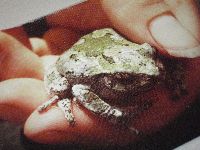 Media resource of Hyla chrysoscelis/versicolor