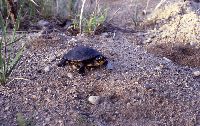 Media resource of Emydoidea blandingii