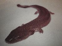 Media resource of Necturus maculosus