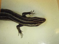 Image of Eumeces fasciatus