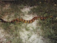 Image of Crotalus horridus