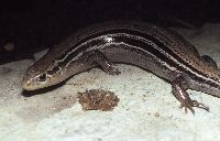 Image of Eumeces septentrionalis