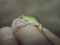 Media resource of Hyla chrysoscelis