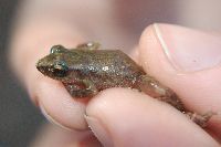 Syrrhophus cystignathoides image