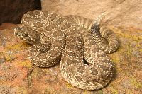 Image of Crotalus viridis