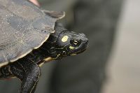 Media resource of Graptemys ouachitensis