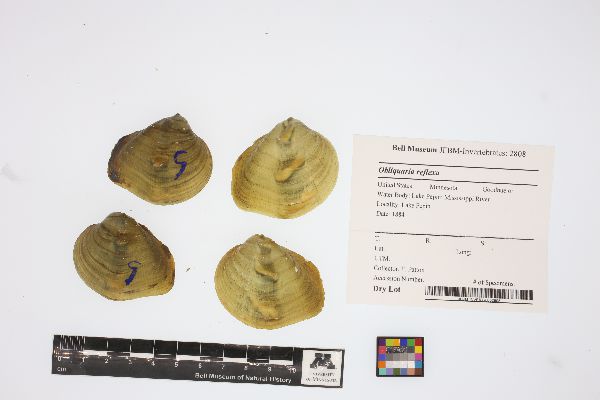 Obliquaria reflexa image