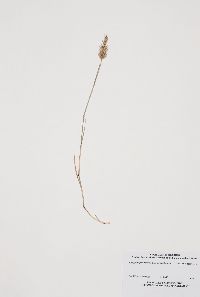 Media resource of Agropyron cristatum