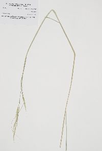 Thumbnail image of current specimen