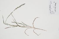 Thumbnail image of current specimen