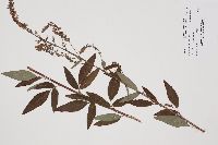 Desmodium canadense image