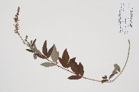 Desmodium canadense image