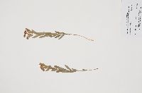 Comandra umbellata image