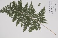 Dryopteris expansa image